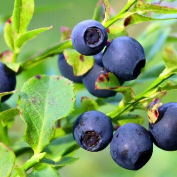 Heidelbeeren beinhalten starke Antioxidantien, sind reich an Vitaminen, Polyphenolen und Ballaststoffen; dabei schmecken sie lecker!
