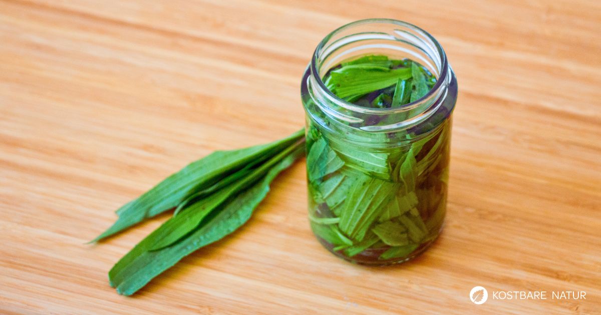 Nutze Spitzwegerich-Tinktur als praktische Hilfe bei Mückenstichen. So stellst du dir ein günstiges Hilfsmittel für unterwegs her.
