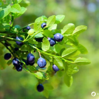 Heidelbeeren beinhalten starke Antioxidantien, sind reich an Vitaminen, Polyphenolen und Ballaststoffen; dabei schmecken sie lecker!