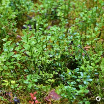 Heidelbeeren beinhalten starke Antioxidantien, sind reich an Vitaminen, Polyphenolen und Ballaststoffen; dabei schmecken sie lecker!