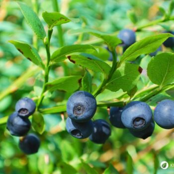 Heidelbeeren beinhalten starke Antioxidantien, sind reich an Vitaminen, Polyphenolen und Ballaststoffen; dabei schmecken sie lecker!