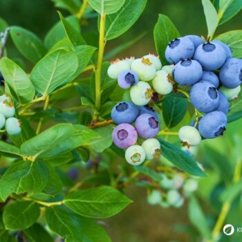 Heidelbeeren beinhalten starke Antioxidantien, sind reich an Vitaminen, Polyphenolen und Ballaststoffen; dabei schmecken sie lecker!