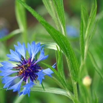 Die auffällige blaue Kornblume ist nicht nur hübsch anzusehen, sie kann auch in der Küche und für die Gesundheit genutzt werden.
