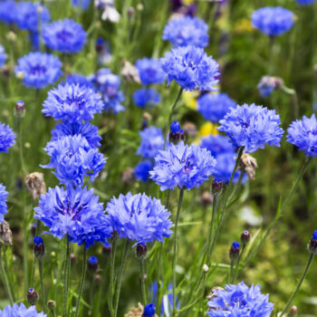 Die auffällige blaue Kornblume ist nicht nur hübsch anzusehen, sie kann auch in der Küche und für die Gesundheit genutzt werden.