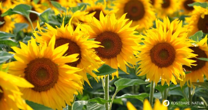 Sonnenblume – pflegeleichte, sonnige Pflanze mit vielseitigen Nutzen: nährstoffreiche Kerne, hautpflegendes Öl und strahlende Blütenpracht.