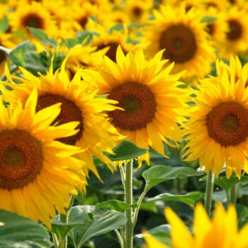 Die Sonnenblume ist wegen ihres hohen Wuchses und der großen Blüten eine beliebte Zierpflanze in Gärten. Aber auch für Ernährung und Gesundheit kann sie vielseitig verwendet werden.