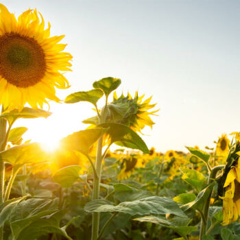 Die Sonnenblume ist wegen ihres hohen Wuchses und der großen Blüten eine beliebte Zierpflanze in Gärten. Aber auch für Ernährung und Gesundheit kann sie vielseitig verwendet werden.