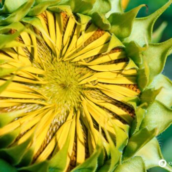 Sonnenblume – pflegeleichte, sonnige Pflanze mit vielseitigen Nutzen: nährstoffreiche Kerne, hautpflegendes Öl und strahlende Blütenpracht.