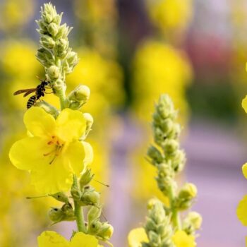 Mit ihren warm-gelben Blüten ist die Königskerze ein Symbol für langes Leben. Dabei hilft sie gegen Husten und Halsschmerzen.