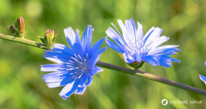 Als Urahne von Chicoree und Radicchio kann die Gemeine Wegwarte vielfältig in der Küche und für die Gesundheit genutzt werden.