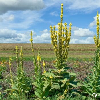 Mit ihren warm-gelben Blüten ist die Königskerze ein Symbol für langes Leben. Dabei hilft sie gegen Husten und Halsschmerzen.