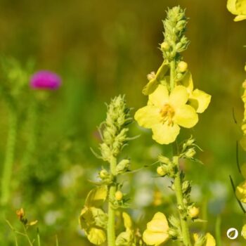 Mit ihren warm-gelben Blüten ist die Königskerze ein Symbol für langes Leben. Dabei hilft sie gegen Husten und Halsschmerzen.
