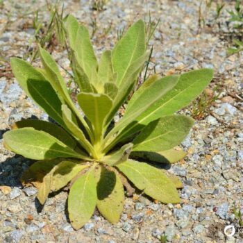 Mit ihren warm-gelben Blüten ist die Königskerze ein Symbol für langes Leben. Dabei hilft sie gegen Husten und Halsschmerzen.