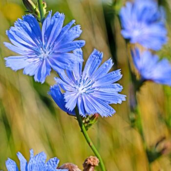 Als Urahne von Chicoree und Radicchio kann die Gemeine Wegwarte vielfältig in der Küche und für die Gesundheit genutzt werden.