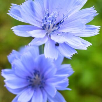 Als Urahne von Chicoree und Radicchio kann die Gemeine Wegwarte vielfältig in der Küche und für die Gesundheit genutzt werden.