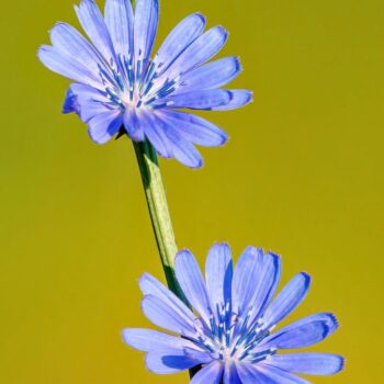 Als Urahne von Chicoree und Radicchio kann die Gemeine Wegwarte vielfältig in der Küche und für die Gesundheit genutzt werden.