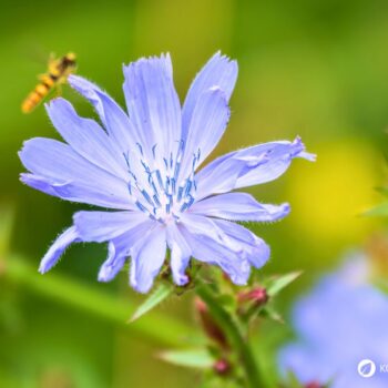 Als Urahne von Chicoree und Radicchio kann die Gemeine Wegwarte vielfältig in der Küche und für die Gesundheit genutzt werden.