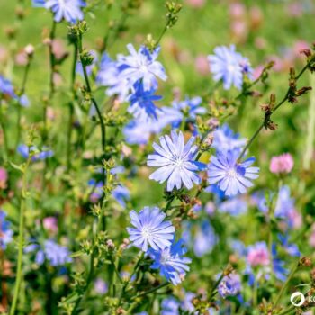 Als Urahne von Chicoree und Radicchio kann die Gemeine Wegwarte vielfältig in der Küche und für die Gesundheit genutzt werden.