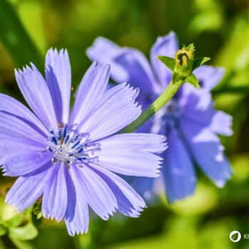 Als Urahne von Chicoree und Radicchio kann die Gemeine Wegwarte vielfältig in der Küche und für die Gesundheit genutzt werden.