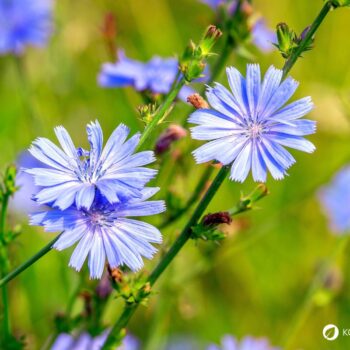 Als Urahne von Chicoree und Radicchio kann die Gemeine Wegwarte vielfältig in der Küche und für die Gesundheit genutzt werden.