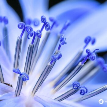 Als Urahne von Chicoree und Radicchio kann die Gemeine Wegwarte vielfältig in der Küche und für die Gesundheit genutzt werden.