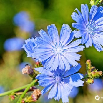 Als Urahne von Chicoree und Radicchio kann die Gemeine Wegwarte vielfältig in der Küche und für die Gesundheit genutzt werden.