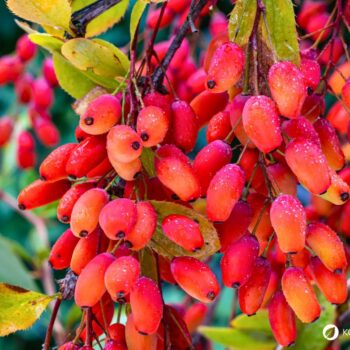 Die Berberitze ist reich an Vitamin C und ihre Beeren ergeben einen gesunden Saft. Sie schmecken frisch, getrocknet und als Brotaufstrich.