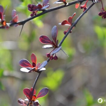 Die Berberitze ist reich an Vitamin C und ihre Beeren ergeben einen gesunden Saft. Sie schmecken frisch, getrocknet und als Brotaufstrich.