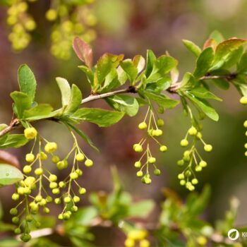 Die Berberitze ist reich an Vitamin C und ihre Beeren ergeben einen gesunden Saft. Sie schmecken frisch, getrocknet und als Brotaufstrich.