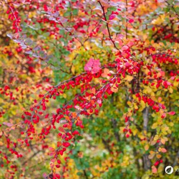 Die Berberitze ist reich an Vitamin C und ihre Beeren ergeben einen gesunden Saft. Sie schmecken frisch, getrocknet und als Brotaufstrich.