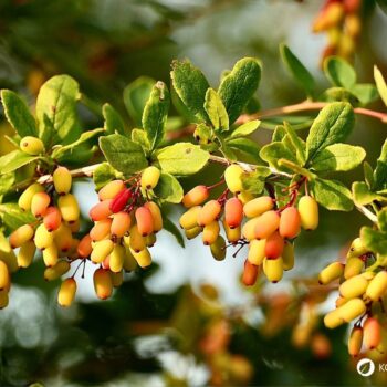 Die Berberitze ist reich an Vitamin C und ihre Beeren ergeben einen gesunden Saft. Sie schmecken frisch, getrocknet und als Brotaufstrich.