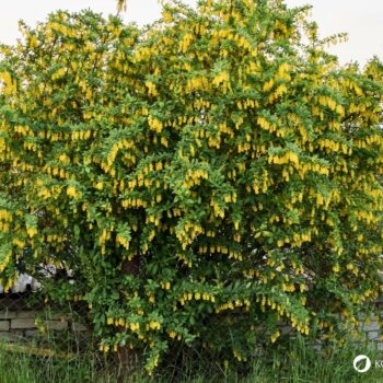 Die Berberitze ist reich an Vitamin C und ihre Beeren ergeben einen gesunden Saft. Sie schmecken frisch, getrocknet und als Brotaufstrich.
