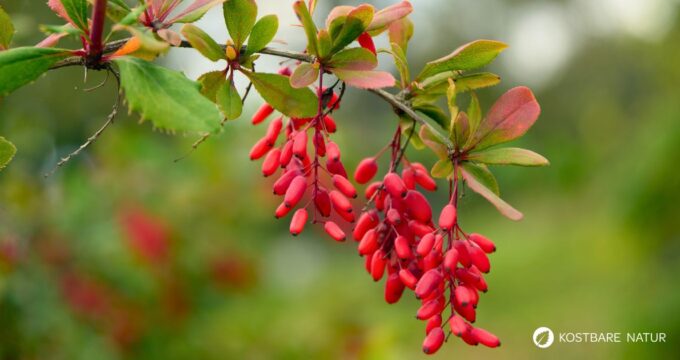 Die Berberitze ist reich an Vitamin C und ihre Beeren ergeben einen gesunden Saft. Sie schmecken frisch, getrocknet und als Brotaufstrich.