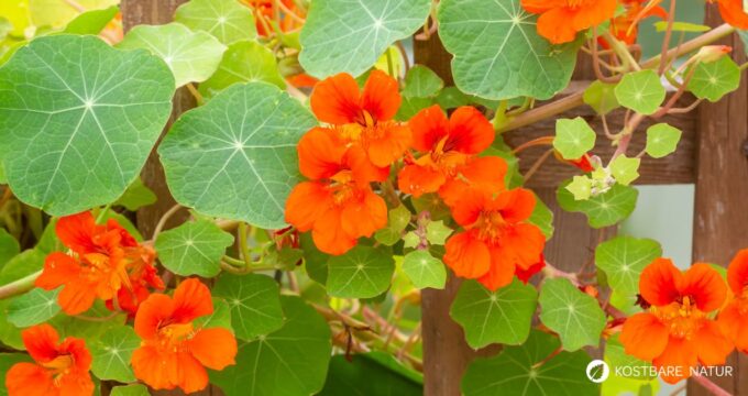 Nutze die vielseitige Kapuzinerkresse für deine Gesundheit - zum Beispiel als natürliches Antibiotikum und als Haarwuchsmittel.