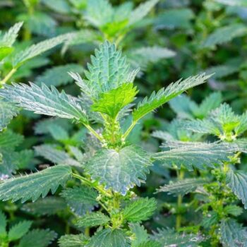 Urtica urens, die Kleine Brennnessel, ist eine einjährige Wildpflanze mit stark brennenden Haaren, die nährstoffreiche Standorte bevorzugt.