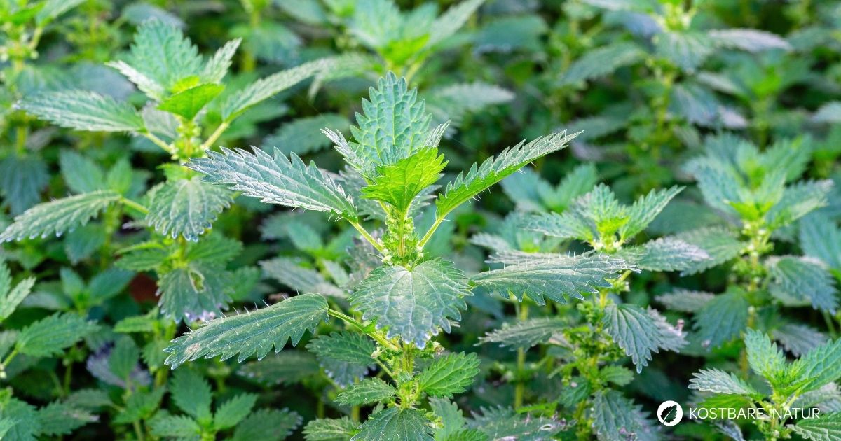 Urtica urens, die Kleine Brennnessel, ist eine einjährige Wildpflanze mit stark brennenden Haaren, die nährstoffreiche Standorte bevorzugt.