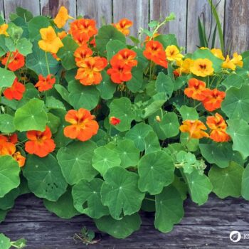 Nutze die vielseitige Kapuzinerkresse für deine Gesundheit - zum Beispiel als natürliches Antibiotikum und als Haarwuchsmittel.