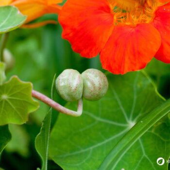Nutze die vielseitige Kapuzinerkresse für deine Gesundheit - zum Beispiel als natürliches Antibiotikum und als Haarwuchsmittel.