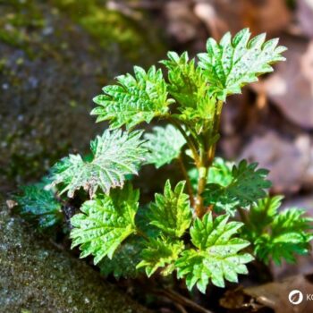 Urtica urens, die Kleine Brennnessel, ist eine einjährige Wildpflanze mit stark brennenden Haaren, die nährstoffreiche Standorte bevorzugt.