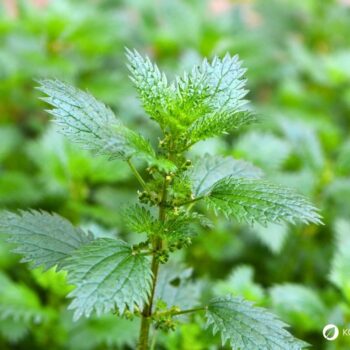 Urtica urens, die Kleine Brennnessel, ist eine einjährige Wildpflanze mit stark brennenden Haaren, die nährstoffreiche Standorte bevorzugt.