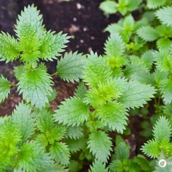 Urtica urens, die Kleine Brennnessel, ist eine einjährige Wildpflanze mit stark brennenden Haaren, die nährstoffreiche Standorte bevorzugt.