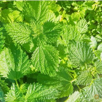 Urtica urens, die Kleine Brennnessel, ist eine einjährige Wildpflanze mit stark brennenden Haaren, die nährstoffreiche Standorte bevorzugt.