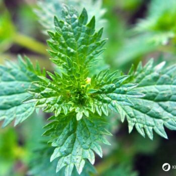 Urtica urens, die Kleine Brennnessel, ist eine einjährige Wildpflanze mit stark brennenden Haaren, die nährstoffreiche Standorte bevorzugt.