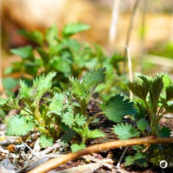 Urtica urens, die Kleine Brennnessel, ist eine einjährige Wildpflanze mit stark brennenden Haaren, die nährstoffreiche Standorte bevorzugt.