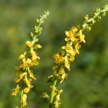 Odermennig ist ein starkes Heilkraut bei Erkältungen und Durchfall und stärkt viele Organe wie Milz, Nieren, Blase, Leber und Galle.