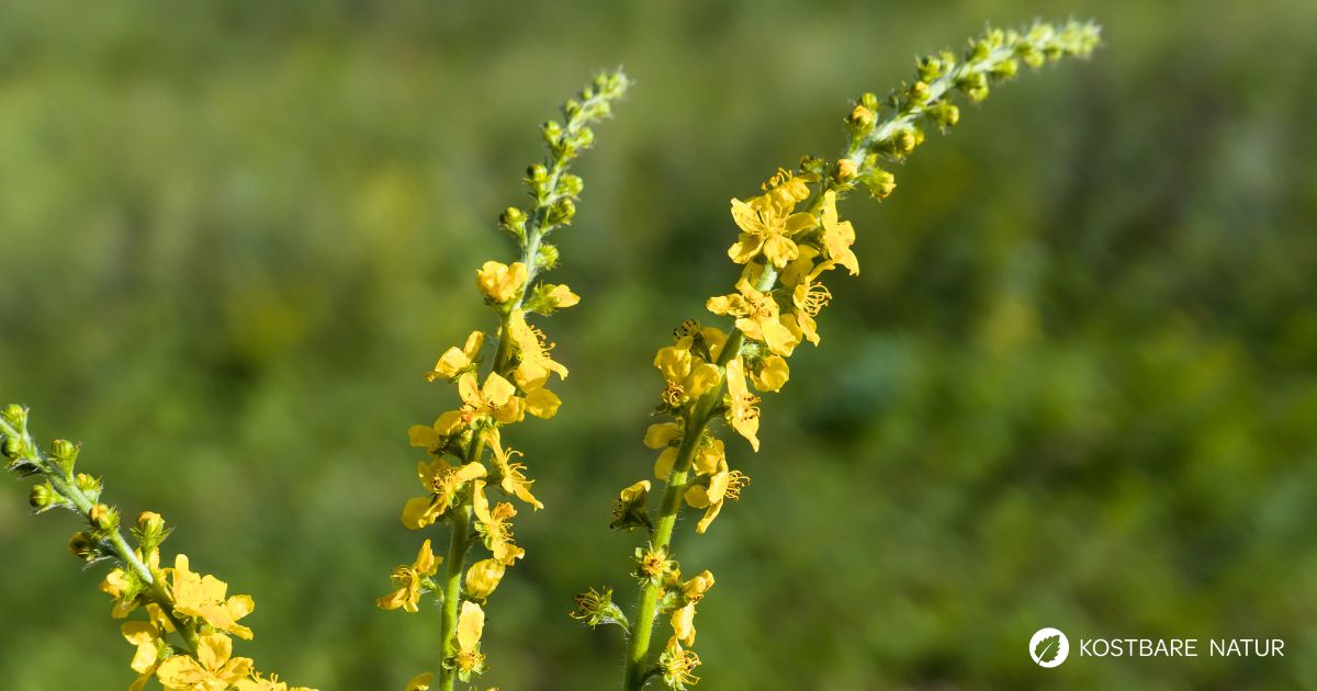 Odermennig ist ein starkes Heilkraut bei Erkältungen und Durchfall und stärkt viele Organe wie Milz, Nieren, Blase, Leber und Galle.