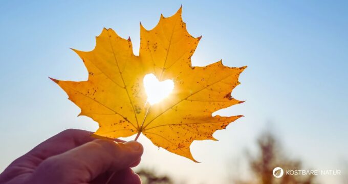 Für ein erfülltes Liebesleben bedarf es selten Medikamente. Die sanfte Medizin der Natur kann Mann und Frau gute Dienste erweisen - diese 4 Kräuter helfen