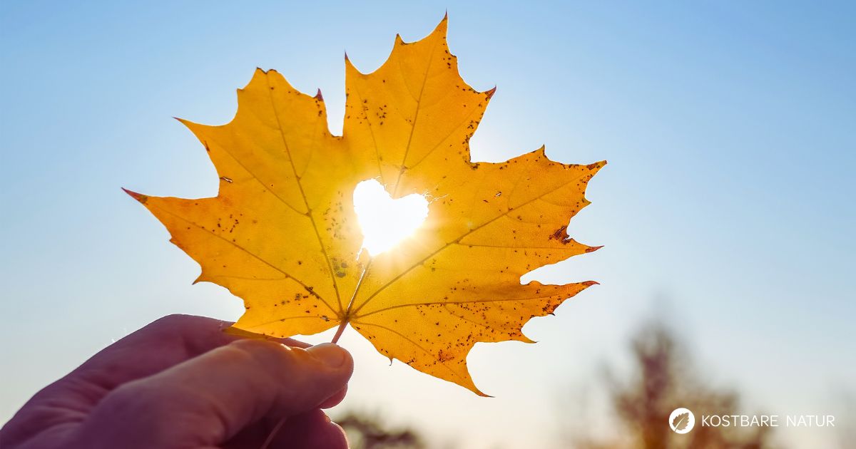 Für ein erfülltes Liebesleben bedarf es selten Medikamente. Die sanfte Medizin der Natur kann Mann und Frau gute Dienste erweisen - diese 4 Kräuter helfen