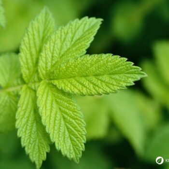 Odermennig ist ein starkes Heilkraut bei Erkältungen und Durchfall und stärkt viele Organe wie Milz, Nieren, Blase, Leber und Galle.