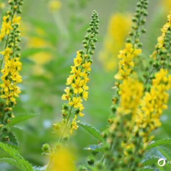 Odermennig ist ein starkes Heilkraut bei Erkältungen und Durchfall und stärkt viele Organe wie Milz, Nieren, Blase, Leber und Galle.
